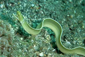 Painful: White Ribbon Eel freeswimming over sand