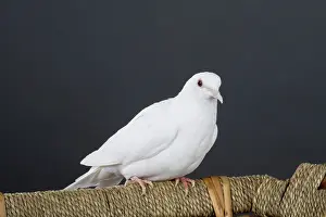 Streptopelia: White Ring-neck Dove
