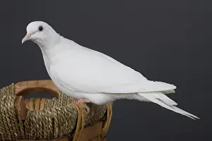 Streptopelia: White Ring-neck Dove