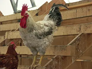 Cornish: White Rock-Cornish Rooster