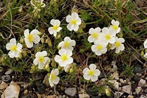 Helianthemum: White Rock-rose - very rare on limestone in UK