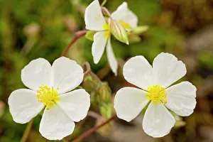Helianthemum: White Rock-rose - very rare on limestone in UK