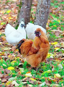 Negre: White Rooster and hens also called Negre-Soie breed