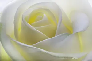 Romance: White Rose