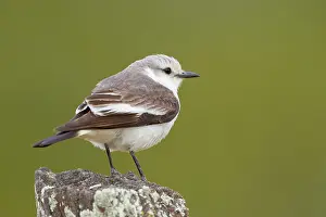 Rumped: White-rumped Monjita