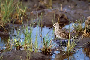 Fuscicollis: White-rumped Sandpiper