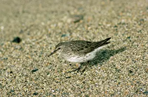 J Laurie: White-rumped Sandpiper
