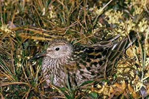Fuscicollis: White-rumped Sandpiper - female on nest