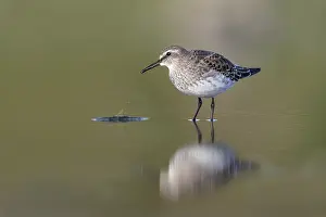 240118: White Rumped Sandpiper - Immature - Cornwall - UK