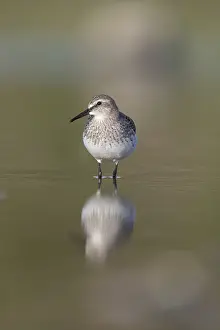 240118: White Rumped Sandpiper - Immature - Cornwall - UK