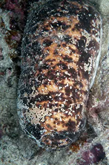 070321: White-rumped Sea Cucumber - night dive - Cendana