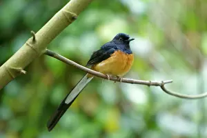 Copsychus: White-rumped Shama