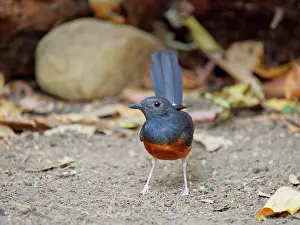 Vietnam: White Rumped Shama Copsychus malabaricus Da Lat