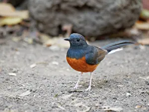 Vietnam: White Rumped Shama Copsychus malabaricus Da Lat