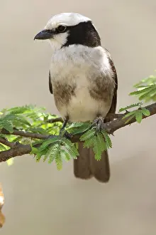 Shrike: White-rumped Shrike (Eurocephalus rueppelli) on
