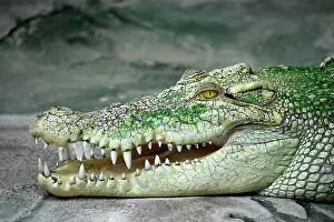 Porosus: White Saltwater crocodile, also (Crocodylus porosus)