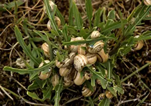 Aestivating: White / Sandhill SNAILS - mass of aestivating snails
