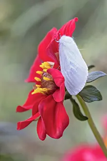 Geoff Du Feu: White Satin Moth on Dahlia flower
