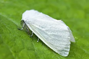 Satin: White Satin Moth at rest