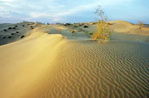Karakum: White Saxaul trees - on sand dunes with tracks