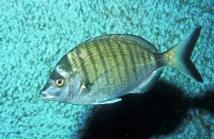 Bream: White Sea BREAM
