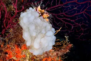 Squirt: White sea squirt (Phallusia mammillata) in the Mediterranean