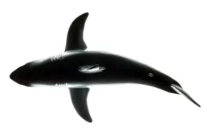 Carcharias: White Shark plastic model shape Galicia, Spain