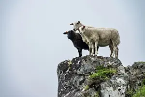 Ledge: Two white sheep and black sheep on rocks, Lofoten