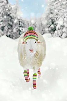 Warmers: White Sheep - running in snow wearing woolly hat