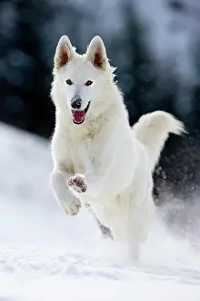 Dynamics: White Shepherd dog running on snow, North Tyrol