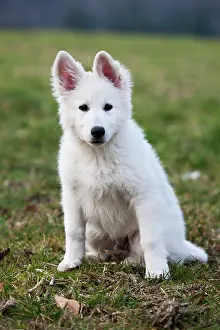 Alsatian: White Shepherd puppy, Austria, Europe