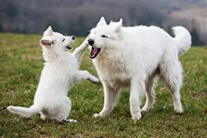 Alsatians: White Shepherds, puppy and male playing, Austria
