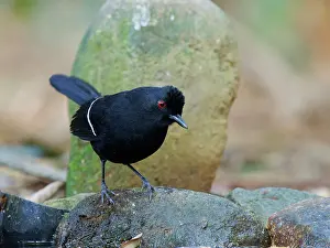 Fire: White Shouldered Fire Eye Pyriglena leucoptera Atlantic