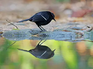 Fire: White Shouldered Fire Eye Pyriglena leucoptera Atlantic