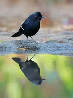 Fire: White Shouldered Fire Eye Pyriglena leucoptera Atlantic