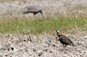 Mondulkiri: White-Shouldered Ibis