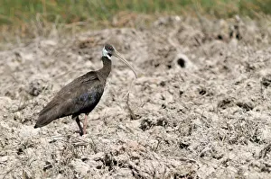 Cambodian: White-Shouldered Ibis