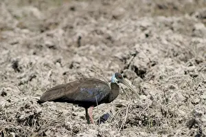 Cambodian: White-Shouldered Ibis