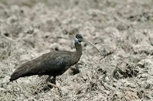 Cambodian: White-Shouldered Ibis