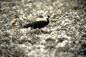 Shouldered: White-shouldered Ibis, Cambodia
