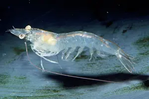 WHITE SHRIMP