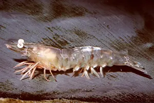 Shrimp: WHITE SHRIMP - SIDE VIEW