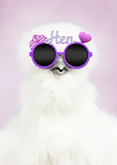 Weird: White Silkie Chicken