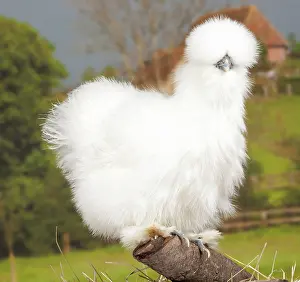 Silkie: White Silkie Chicken hen