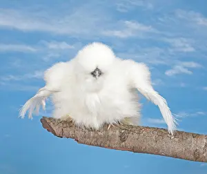 Blind: White Silkie Chicken hen