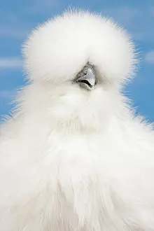 Silkie: White Silkie Chicken hen portrait