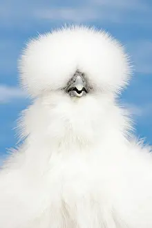 Blind: White Silkie Chicken hen portrait
