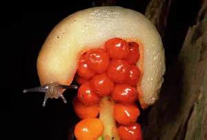 Pint: White Slug - on Lords & Ladies berries