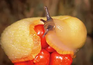 Berry: White SLUG - on Lords and Ladies / Cuckoo Pint berries