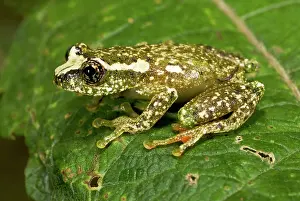 Frontalis: White-snouted Reed Frog - adult male on leaf